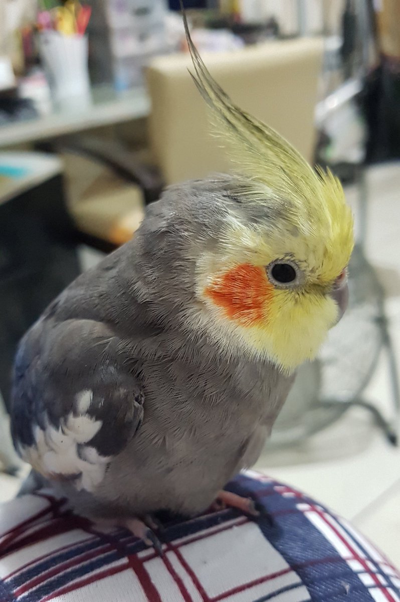 RealityBirbs's tweet photo. Cute https://t.co/OaZw0tzpl8