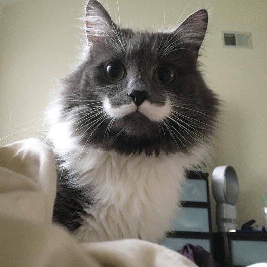 flanchota's tweet photo. - como se llama tu gato?
- bigotes
- por?
- https://t.co/urudUrnUf7