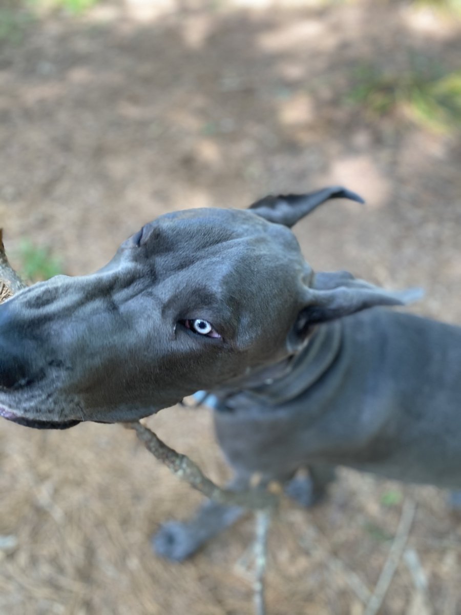 Having a big stretch before playing with the sticks! #greatdane #lovemydog #bluegreatdane #PlayTime