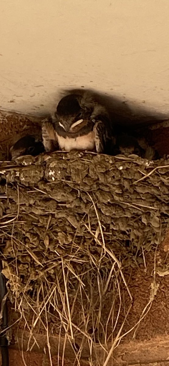 I’m simply loving watching this magical story unfold!  I think the big brother could be off soon?! What do you reckon <a href="/ChrisGPackham/">Chris Packham</a> ??