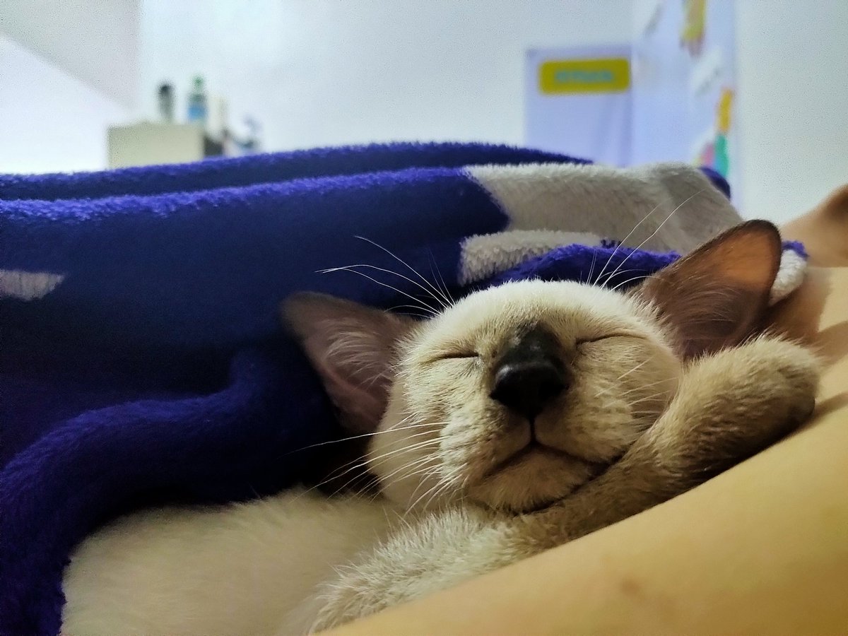 bomithecat's tweet image. Me who lovesssss to snuggle in dad's arm when it's bedtime. Friends, for you which is more comfy, DAD or MOM's arms?
#CatsOfTwitter