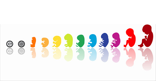Todas las etapas son importantes... Desde la Concepción
#ONUAbortoNo
 #ONUAllLivesMatter 

@UN@UNFPA@ONUMujeres@antonioguterres@mfespinosaEC@MelissaFleming@AminaJMohammed@ArgentinaUN@ColombiaONU@EcuadorONU@
MexOnu@PeruEnLaONU@SpainUN