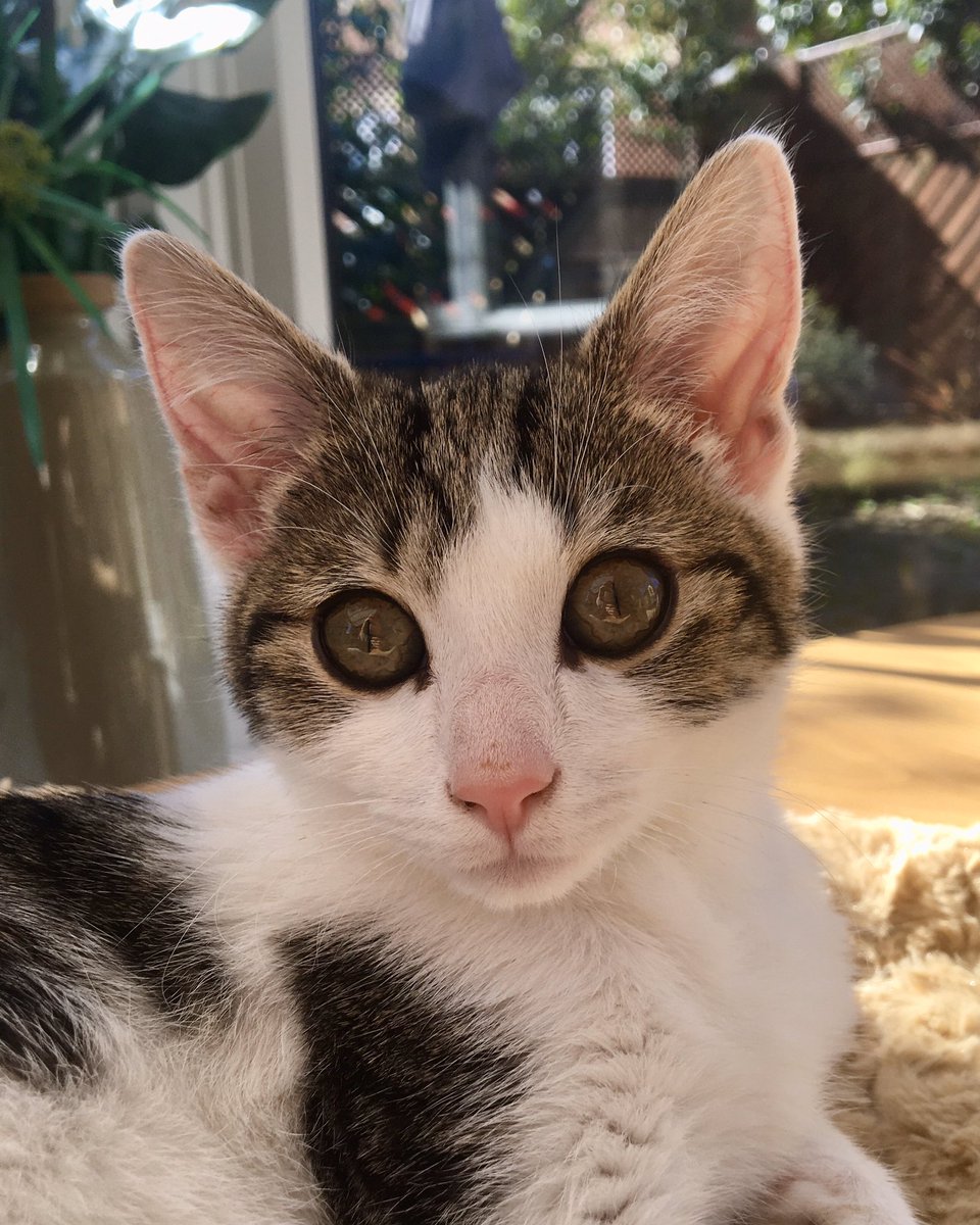 Here’s looking at you, kit.

#CatsOfTwitter #Kittens #TabbyAndWhite