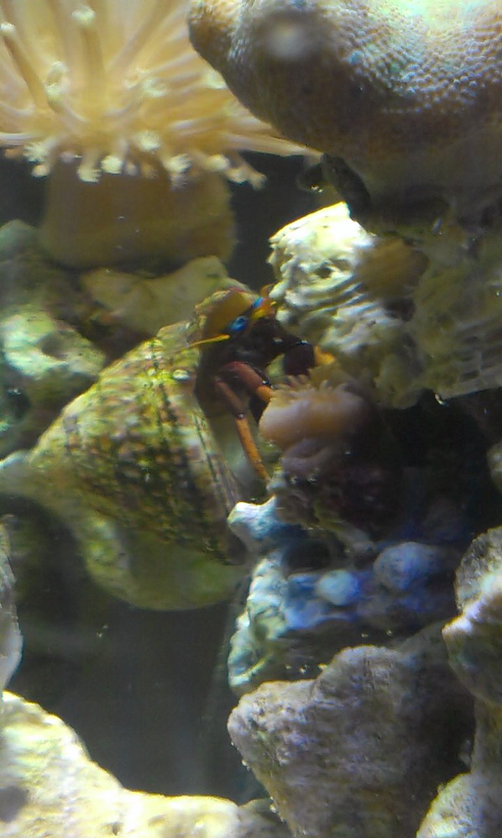 𝖆𝖇𝖘𝖔𝖑𝖚𝖙𝖊 𝖒𝖔𝖓𝖆𝖗𝖈𝖍𝖞 tweet media