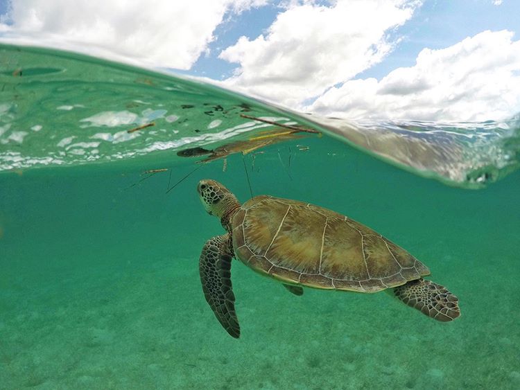 garzablancapvr's tweet photo. Cielo y Mar #FridayInspiration  ⁣
📷Photo credit: 
Samuel Resendiz. A local photographer in #PuertoVallarta.

#Nature #Mexico #Seaturtles #Oceaninspiration #Waves #underwaterphotography⁣ https://t.co/sLKez2aE46