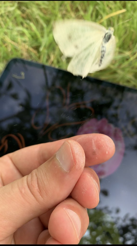 كُلُّ الكلامِ في مُقلتيك قليلُ ..
يَا فَرَاشَةً إِني في هواكِ قتيلُ ..
لؤلؤتانِ ما رأيتُ مِثلهُما ..
نرجِسٌ فتانٌ و رِمشٌ كحيلُ ..
فاتِنتانِ صرعنَ فُؤاديَ بالهوى ..
أملنَ قلبي و القلوبُ تميلُ ..
لمَّا رأيتُهُما غزلنَّ لي ..
بِفاترِ الألحاظِ و اللحظُ جميلُ ..