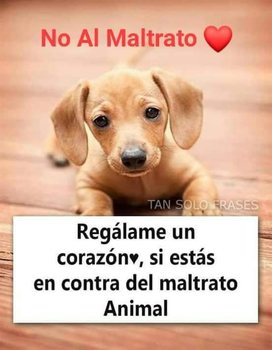 Perroslovers's tweet photo. Totalmente de acuerdo ❤️🐶 #NoAlMaltratoAnimal https://t.co/l4vVcQJ22I