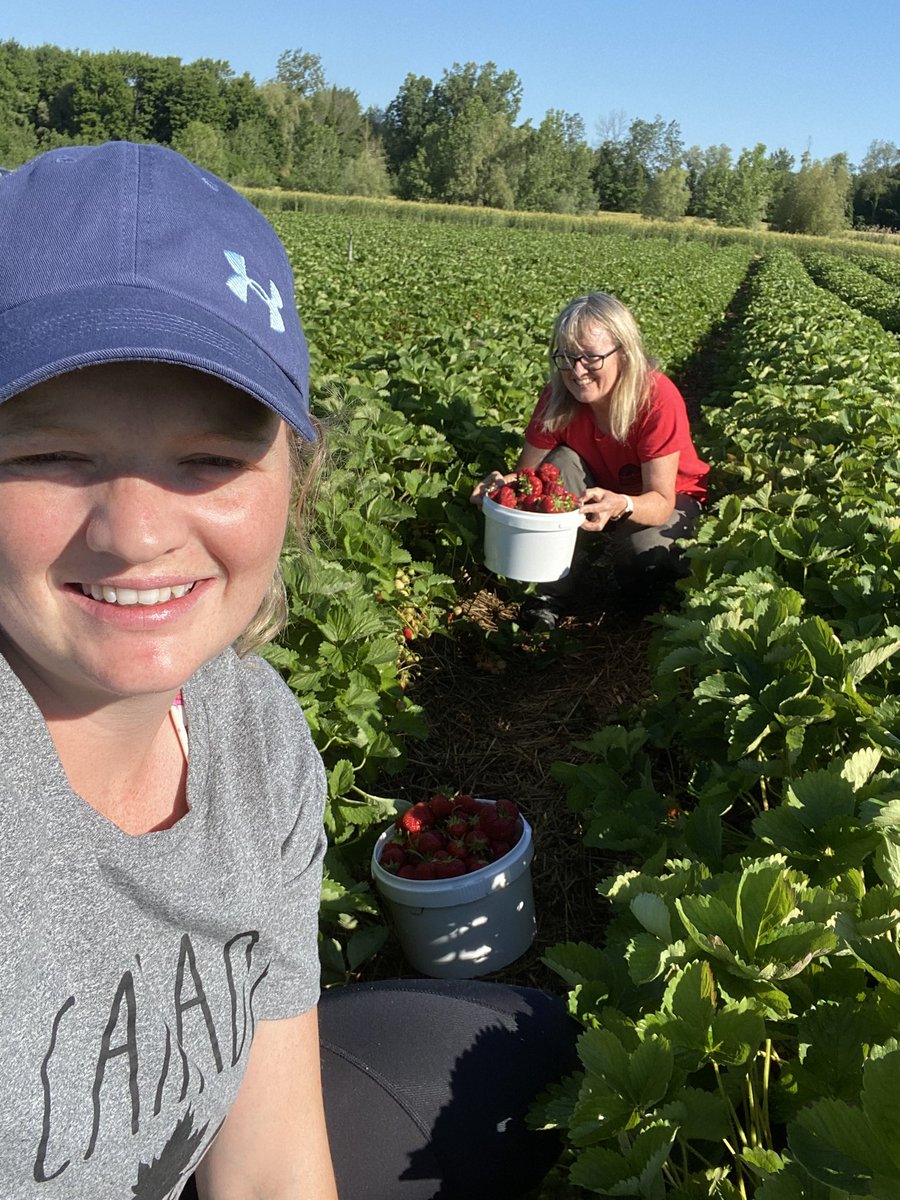 charhuitema4's tweet photo. Quick morning strawberry picking! Large and tasty selection of strawberries π #localberries #haldimandcounty https://t.co/n5S1FoEhcU