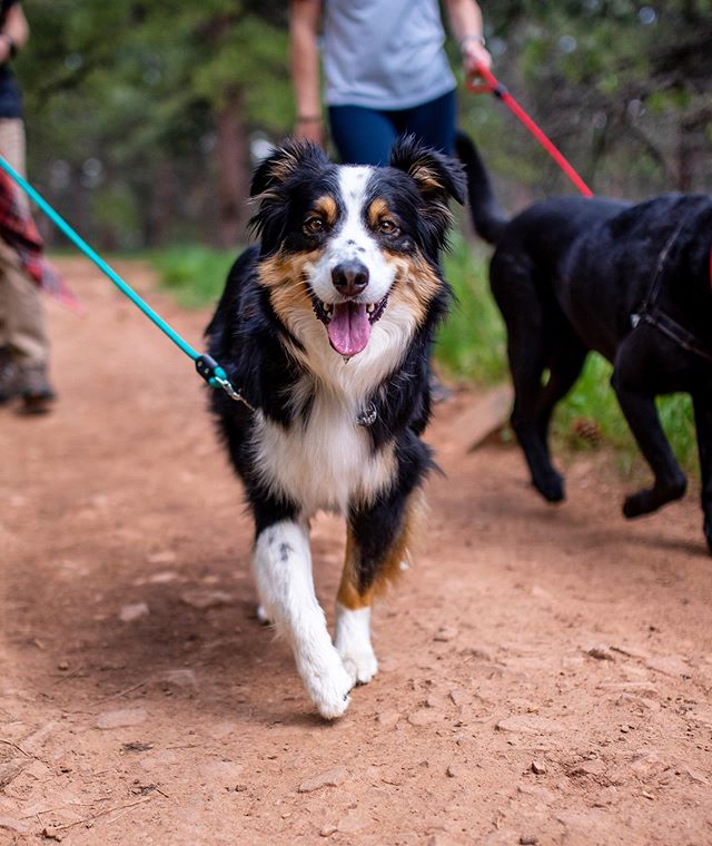 atlaspetco's tweet photo. Weekend, I’m coming for ya! 🥳 #weekendwarrior #apcdog https://t.co/cT9KHnMap8 https://t.co/Xu2Rjsa0Xu