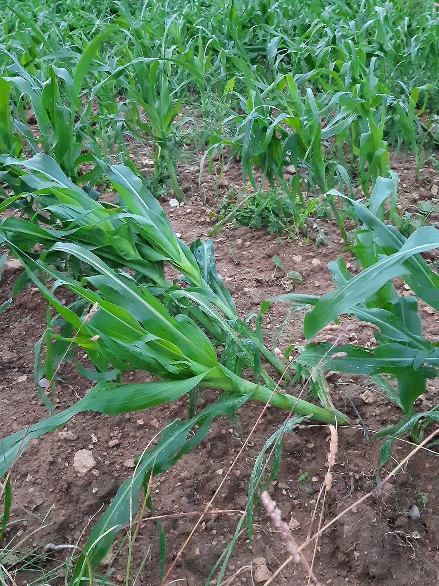 DenisMuron's tweet photo. Fini de ramasser les bottes de #foin2020 hier soir je crois que j'ai trouvé une occupation pour les jours à venir merci l'orage #canicule 😡 https://t.co/vPvcquCxSv