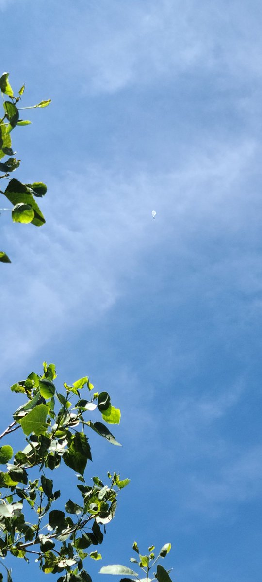 0Risk0Reward's tweet image. Hey @SpaceXStarlink.  @Google is out here flexing with their #ProjectLoon.  I need a #Starlink Terminal in my yard to show them whats up!