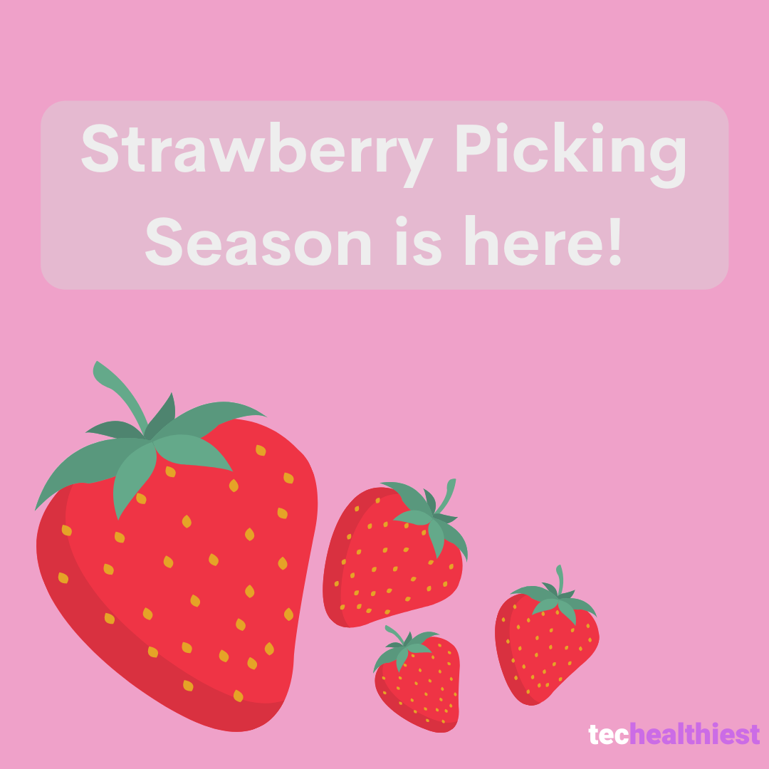 techealthiest's tweet photo. Strawberry picking season is here! Strawberry picking is a safe and fulfilling activity you can do with the people you love.

Stay tuned for our strawberry nutty bread recipe!

#strawberrypicking #mentalhealth #mentalhealthmatters #newnormal #happiness https://t.co/fhvUWcoMP8