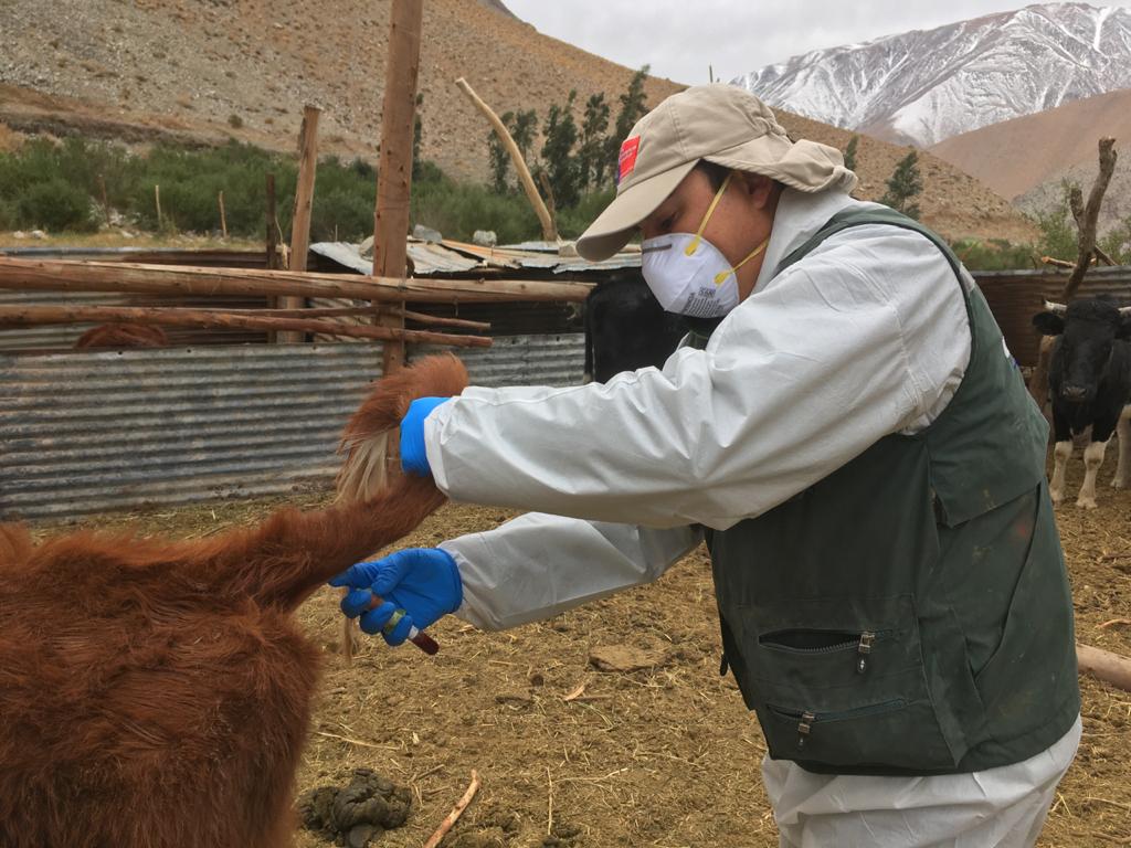 sagchile's tweet photo. Continuando con las actividades de vigilancia pecuaria en la región de #Atacama, funcionarios de @sagchile tomaron muestras sanguíneas e instalaron dispositivos de identificación #DIIO en vacunos de predios de la zona precordillerana de la comuna de Alto del Carmen. https://t.co/1EU8PhUyUg