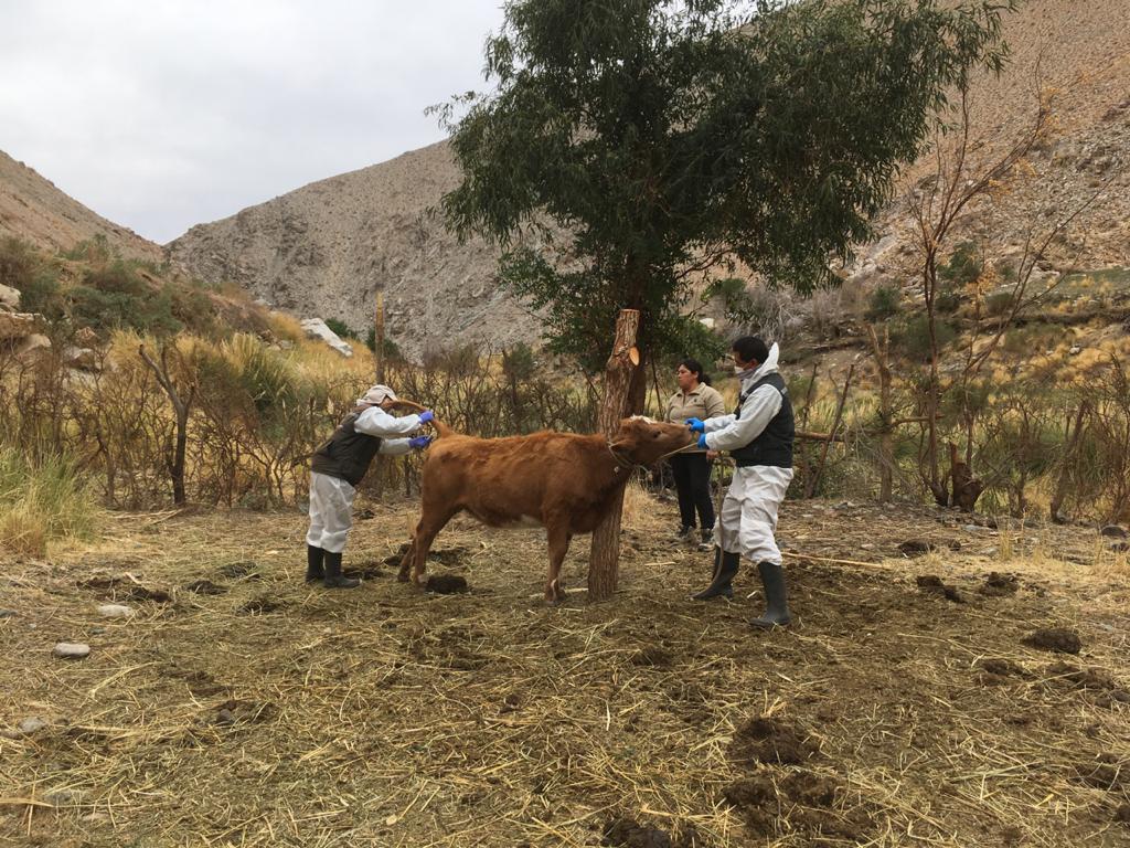 sagchile's tweet photo. Continuando con las actividades de vigilancia pecuaria en la región de #Atacama, funcionarios de @sagchile tomaron muestras sanguíneas e instalaron dispositivos de identificación #DIIO en vacunos de predios de la zona precordillerana de la comuna de Alto del Carmen. https://t.co/1EU8PhUyUg