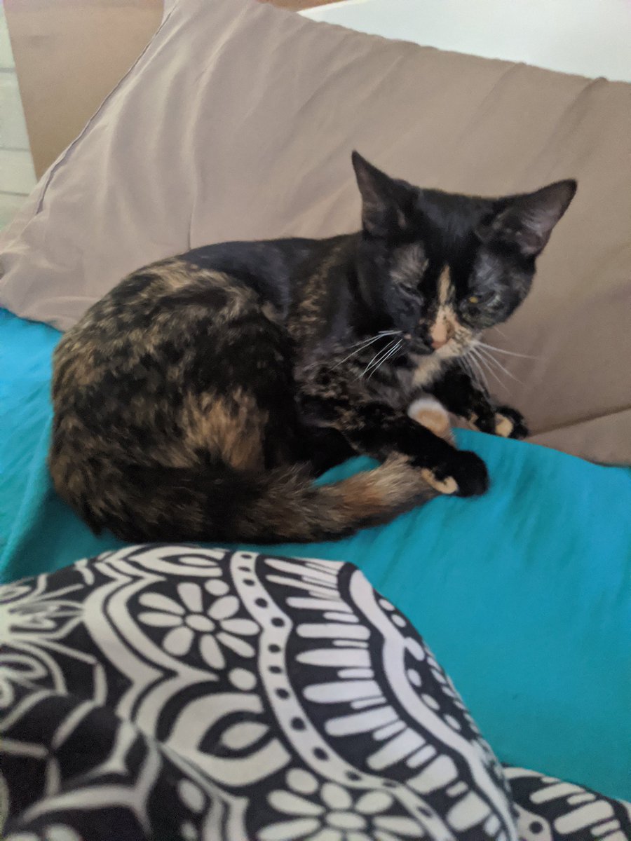 NixePix's tweet photo. Yesterday was my fur babies birthday but I forgot to post, anyways happy birthday 💕 can't believe it's been a whole year! 

#birthday #cats #furbabies https://t.co/H2pC9NRnzn