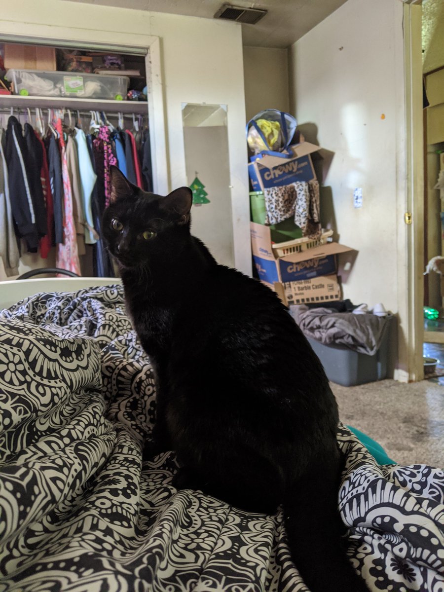 NixePix's tweet photo. Yesterday was my fur babies birthday but I forgot to post, anyways happy birthday 💕 can't believe it's been a whole year! 

#birthday #cats #furbabies https://t.co/H2pC9NRnzn