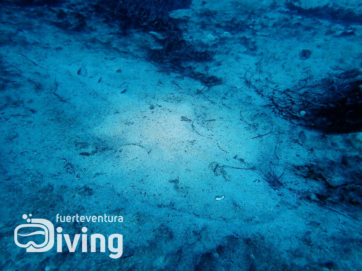 FuerteDiving's tweet photo. 27 de junio, día internacional del angelote y hoy justo nos topamos con uno en el veril chico. #angelshark #AngelSharkDay #Fuerteventura #angelote #diving
#buceo 
☎️ +34 678 26 50 24
📧 Info@fuerteventuradiving.com
🌐 https://t.co/KxZkOuSYAG https://t.co/fbPjGbsbcy