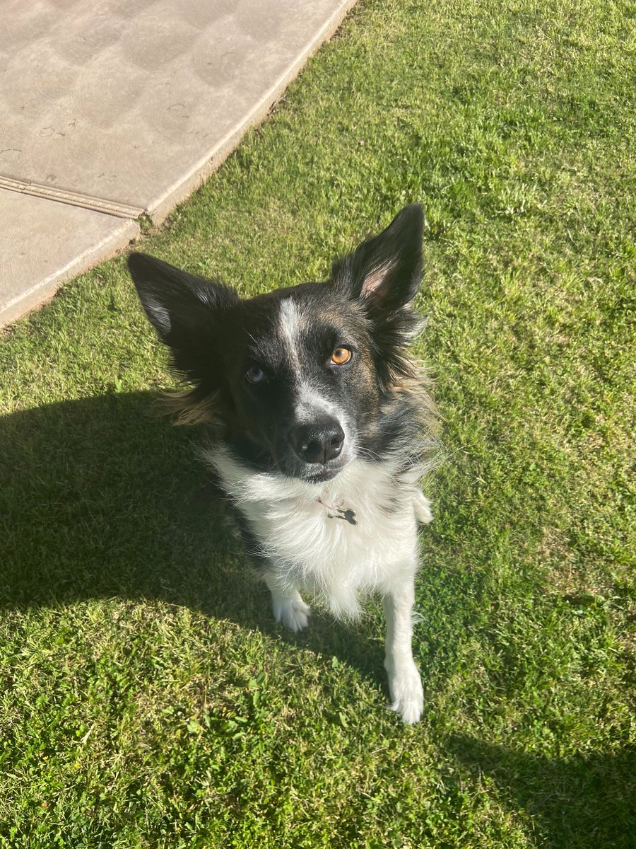 axosoft's tweet photo. ๐ถ๐พ In honor of Take Your Dog To Work Day, weโre celebrating some of our amazing #AxoDogs! Bringing your dog to work is a little easier when you work at a remote-first company! @takeyourdog #AxoLife ๐จโ๐ป๐พ๐ฉโ๐ป https://t.co/HZMQq3aibk