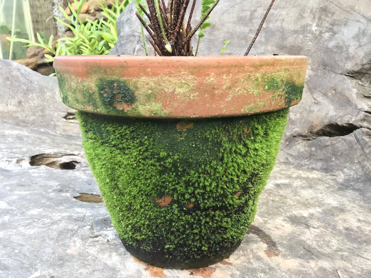 Mike Clifford tweet media