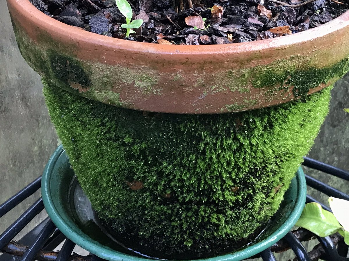 Mike Clifford tweet media