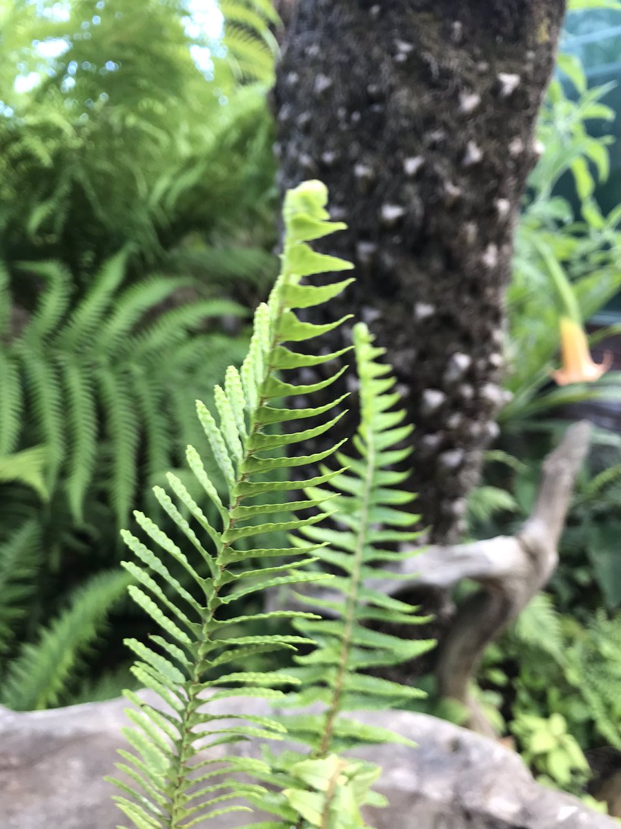 Mike Clifford tweet media