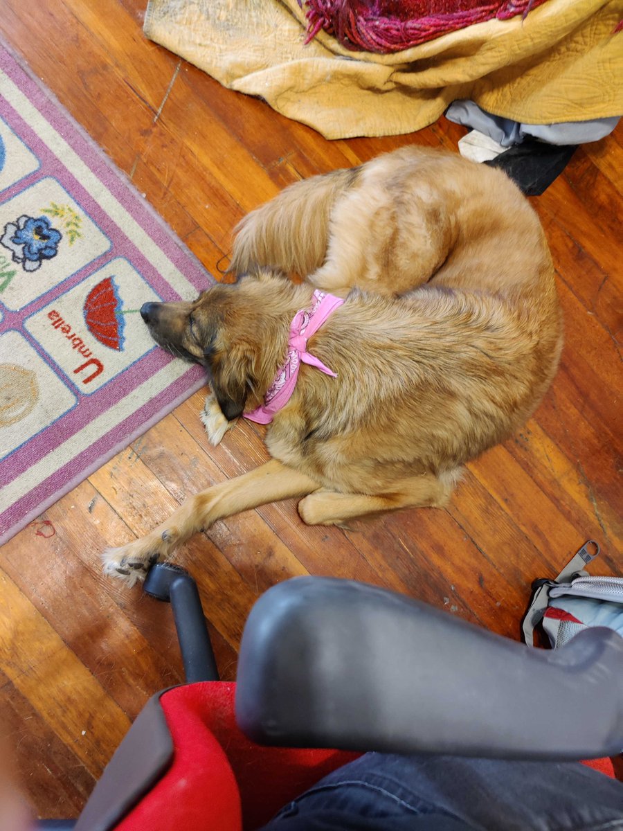 axosoft's tweet photo. Take Your Dog to Work Day is just another day for these adorable #AxoDogs! ๐ถ๐พ@takeyourdog #AxoLife https://t.co/BqC4KPZgdQ
