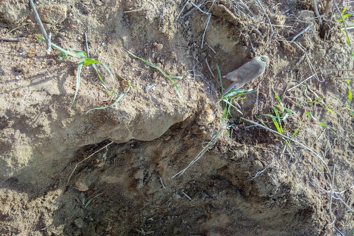 Natalie Lee tweet media