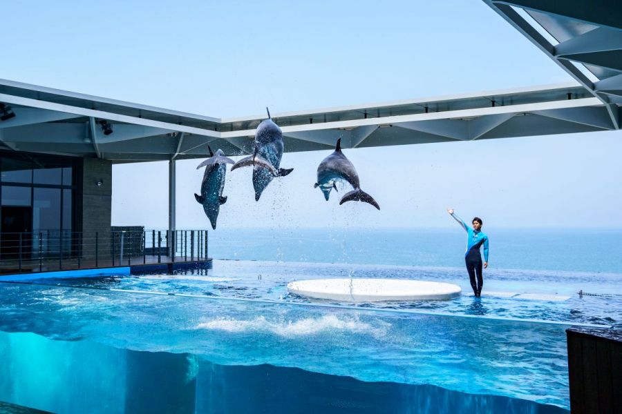 deepjapan_en's tweet photo. Joetsu Aquarium

- Niigata Prefecture 📍

You can walk with penguins: the aquarium has more Magellanic penguins than any other in Japan (Magellanic Penguin is a South American penguin that breeds in coastal Patagonia) or enjoy the dolphin show by splashing water.

#hushpuppi https://t.co/TLAOjj862q