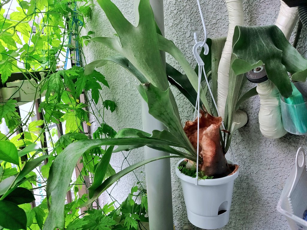 Zaabii Auf Twitter 鉢植えビカクシダ 胞子葉はいくつか新しいのが生えてきてピン としてるんだけど新しい貯水葉が出ないのだ 板付にすべきかしら 板とか流木とかどこに売ってるん 探しに行かなきゃ T Co K0uherxfyf T Co 9qqpkc4its Zaabii Auf Twitter 鉢植えビカクシダ 胞子葉はいくつか新しいのが生えてきてピン としてるんだけど新しい貯水葉が出ないのだ 板付にすべきかしら 板とか流木とかどこに売ってるん 探しに行かなきゃ T Co K0uherxfyf T Co 9qqpkc4its