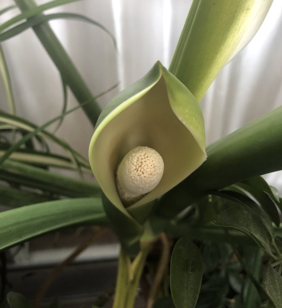 ট ইট র けいいっちょん セロームの花 昨日咲いてたのに 今日は閉じてる これ 咲いたり閉じたりするやつ 不思議や タネとか取れるかな 増やす気まんまん セローム セロームの花 観葉植物 ট ইট র けいいっちょん セロームの花 昨日咲いてたのに 今日は閉じてる これ 咲いたり閉じたりするやつ 不思議や タネとか取れるかな 増やす気まんまん セローム セロームの花 観葉植物