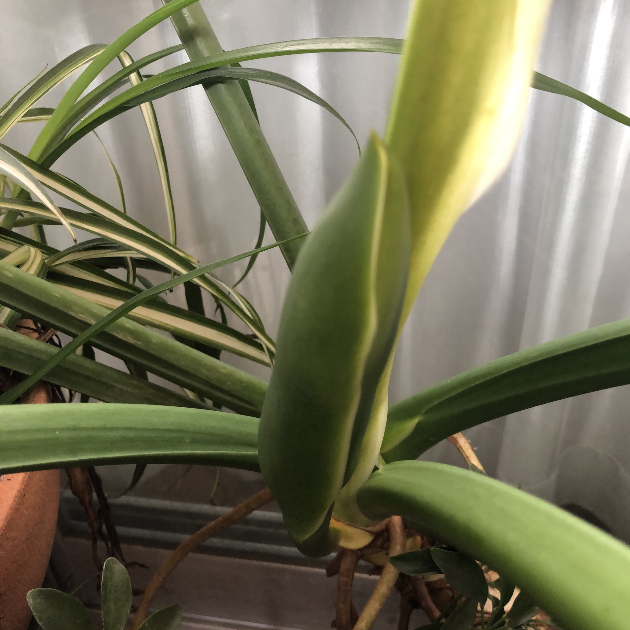 けいいっちょん セロームの花 昨日咲いてたのに 今日は閉じてる これ 咲いたり閉じたりするやつ 不思議や タネとか取れるかな 増やす気まんまん セローム セロームの花 観葉植物 T Co Kmmgqsa5gd Twitter
