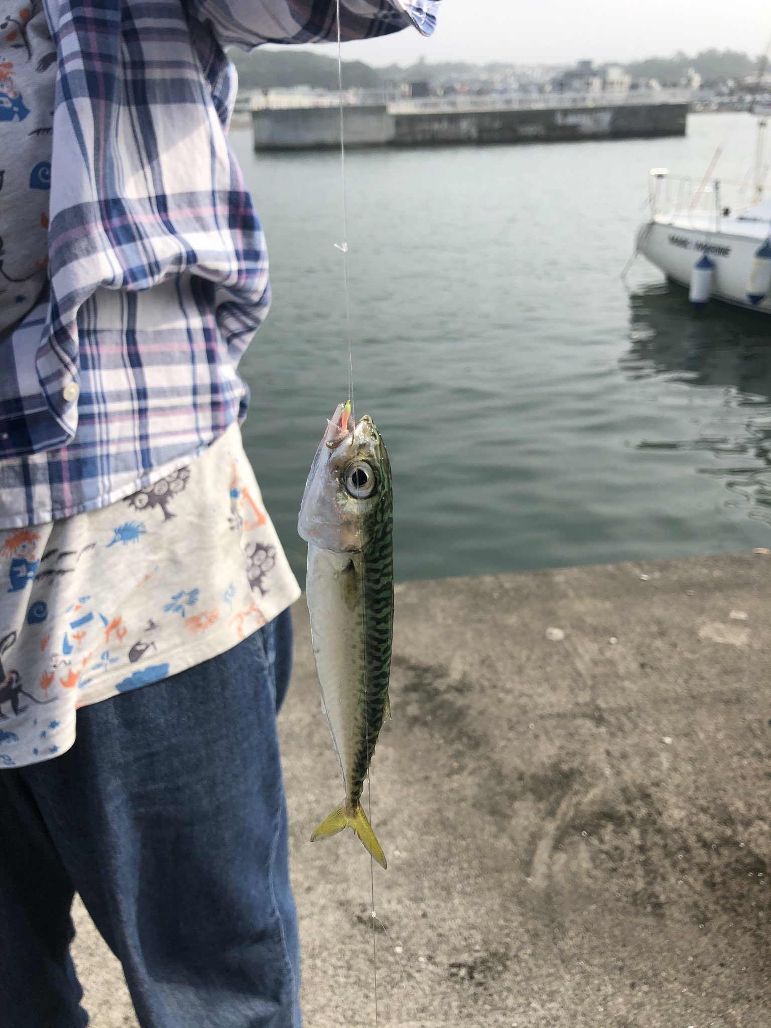 イェーガー 江ノ島でサビキ釣り しようかと思ってきたけど 堤防がめちゃ混みで入れなかったので 近くの腰越漁港 なんとか家族に小鯖を釣らせた 観光もするので釣りは朝だけ 片付けてたら群れが回遊してきたらしく 周りが釣れ始める まぁこんな