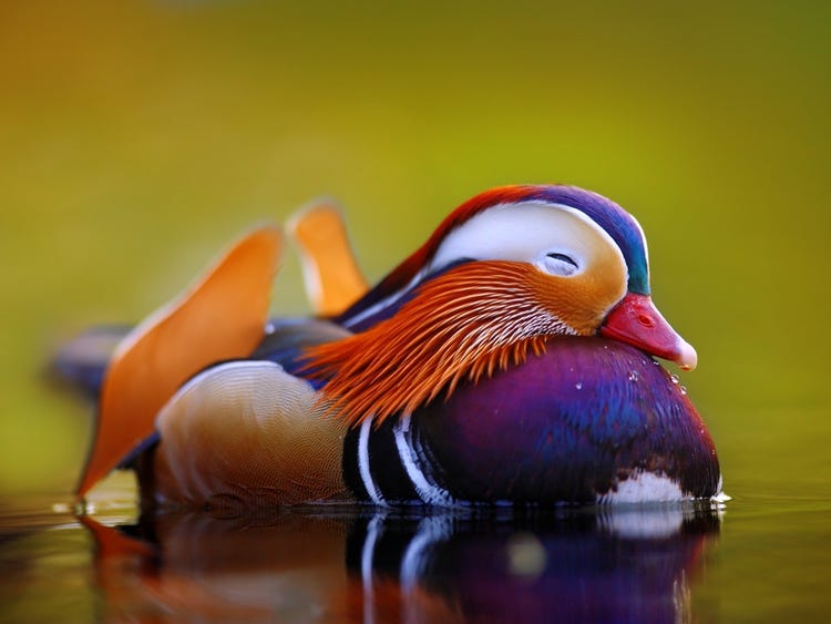 Mandarin ducks