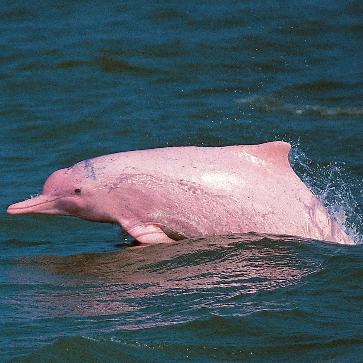 Chinese white dolphins