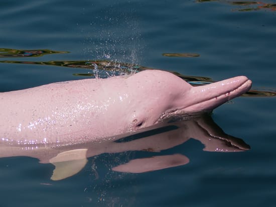 Chinese white dolphins