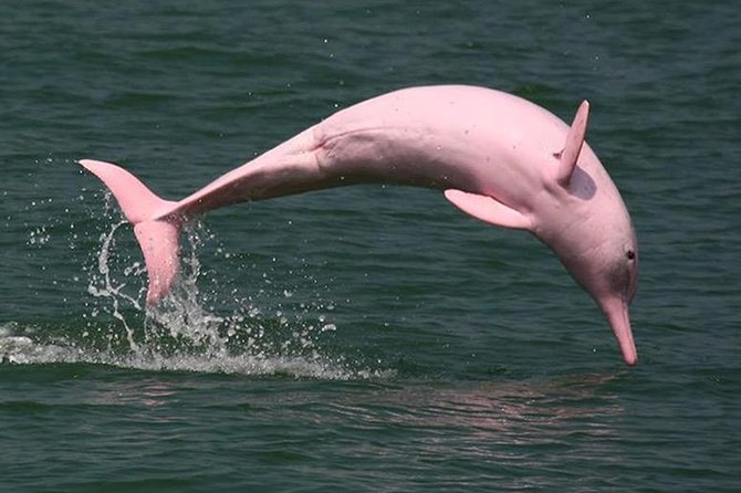 Chinese white dolphins