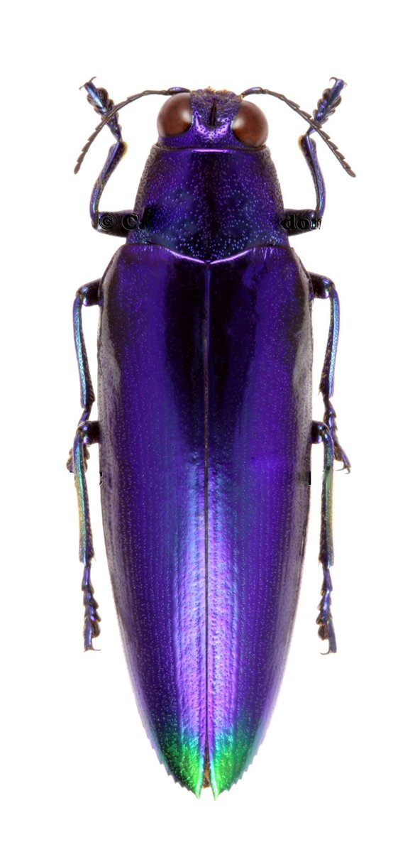 Jewel beetles