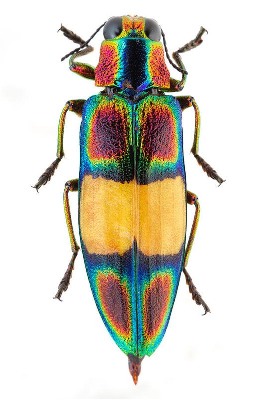 Jewel beetles