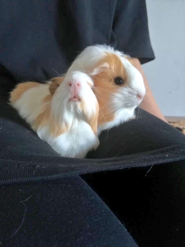 moru_koko_'s tweet photo. すずりん🐹🐹
#モルモット #シェルティモルモット #小動物 #guineapig #cavya https://t.co/qbknYBYyRe
