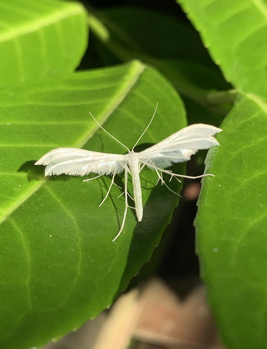 A quick tidy in the garden (not too much!), day 26 of #30DaysWild and lovely to see the return of this fairy like insect, white plume moth. Those legs 😍
#30DiwrnodGwyllt @insectweek #NationalInsectWeek