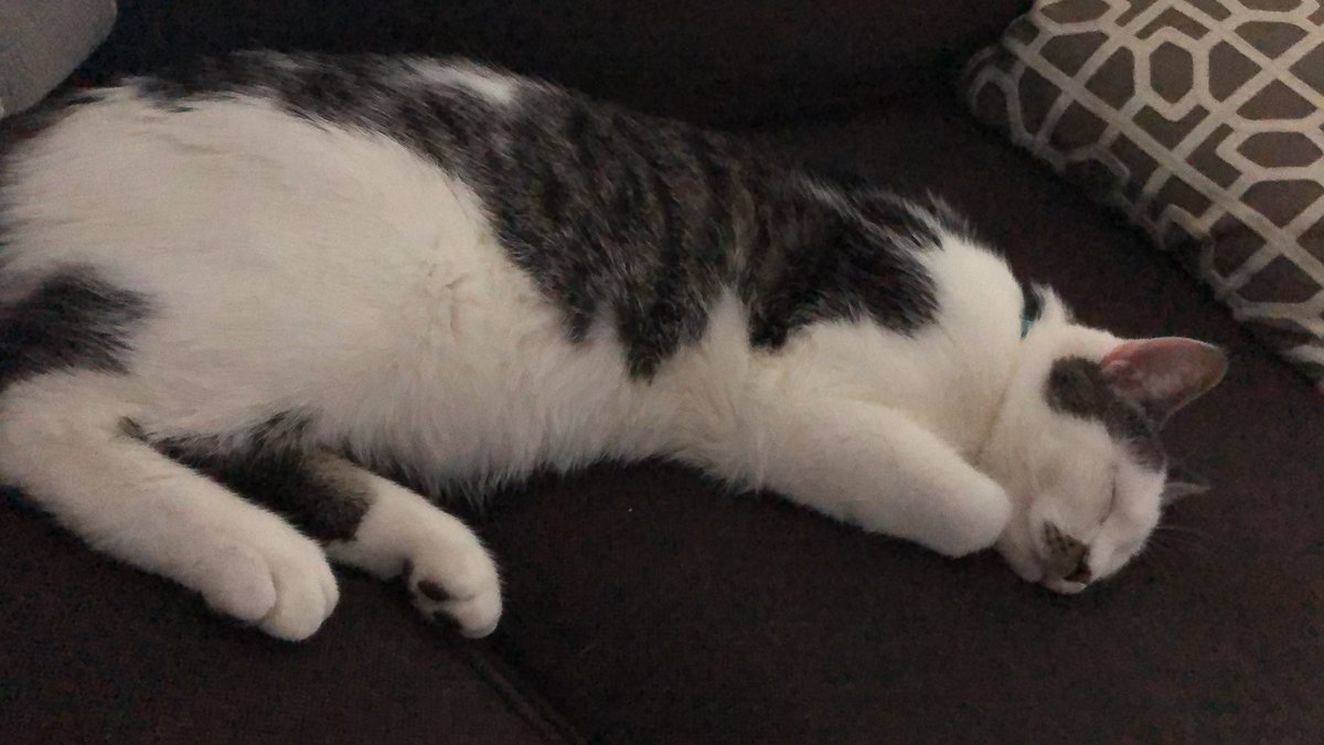 clarissarsutton's tweet photo. Sleepy bab https://t.co/Pt2SiqEMJJ