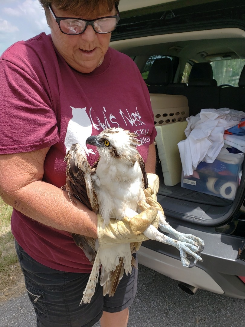 Big thanks to @OwlsNestRehab for coming out and helping us rescue this injured Osprey (Fish Eagle). #HonkyTonkRanch