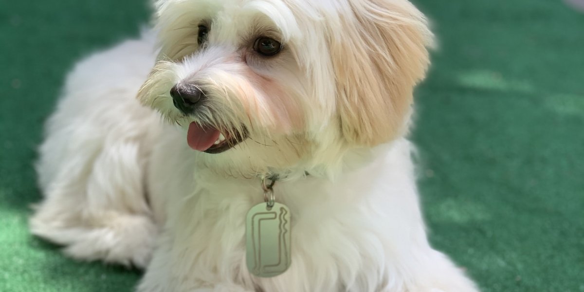 RiftRecon's tweet photo. It’s always smart to have lockpicks and a backup plan around. Featuring a triple peak rake and a single hump pick, the handle of each Bogota® pick is also a tension wrench, and one edge is a saw, making this dog tag efficient, compact, and discreet. Proudly Made in the USA. https://t.co/TnOvuEtKAS