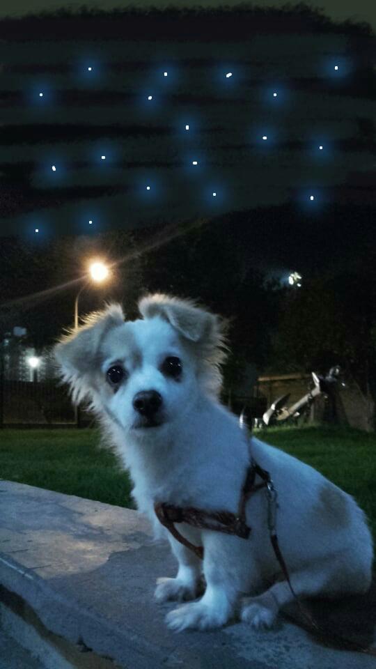 Unwachopi0la's tweet image. Copensé y comenten fotos de sus mascotas❤