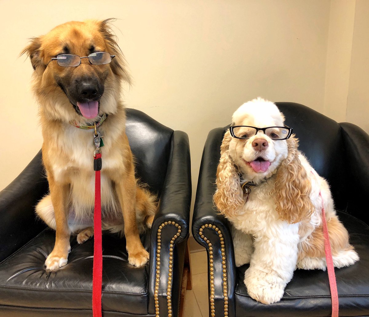 DevanLoweInc's tweet photo. Happy National Take Your Dog to Work Day from our mascots, Keys and Tex! 🐶🐕 #TakeYourDogToWorkDay #PetFriendly #DevanLoweInc https://t.co/C93xdb7yiy