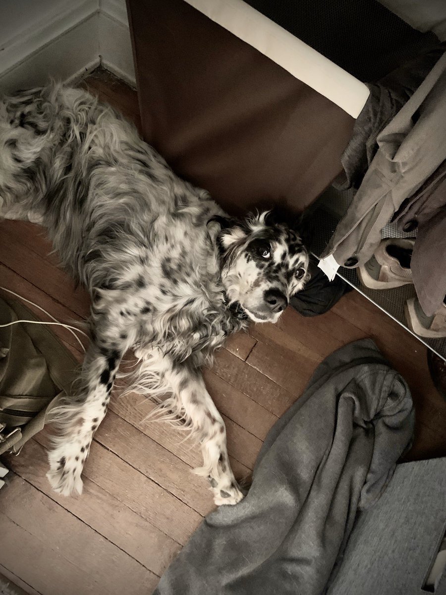 ultimateupland's tweet photo. This is where you’ll find the setter in the off-season. It’s her own type of hibernation. I throw a hoodie on the floor in my closet. She’ll see you in September. #birddog #gundog #llewellinsetter #settersofinstagram #birdhunt #pheasanthunting #grousehunting #uplandhunting https://t.co/UJulvSnnw4