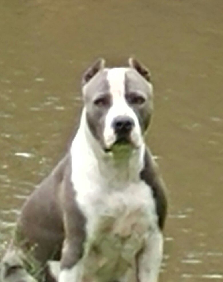 BKBenavides98's tweet photo. Please help us in passing the word and by keeping an eye out for our dog“Rousey”who went missing! She has been apart of our family for the past 7 years and for someone to take her is just not right! She had on a red collar, 90lbs. spayed,and a noticeable limp on right leg.Thanks! https://t.co/BaAyCfQZZA