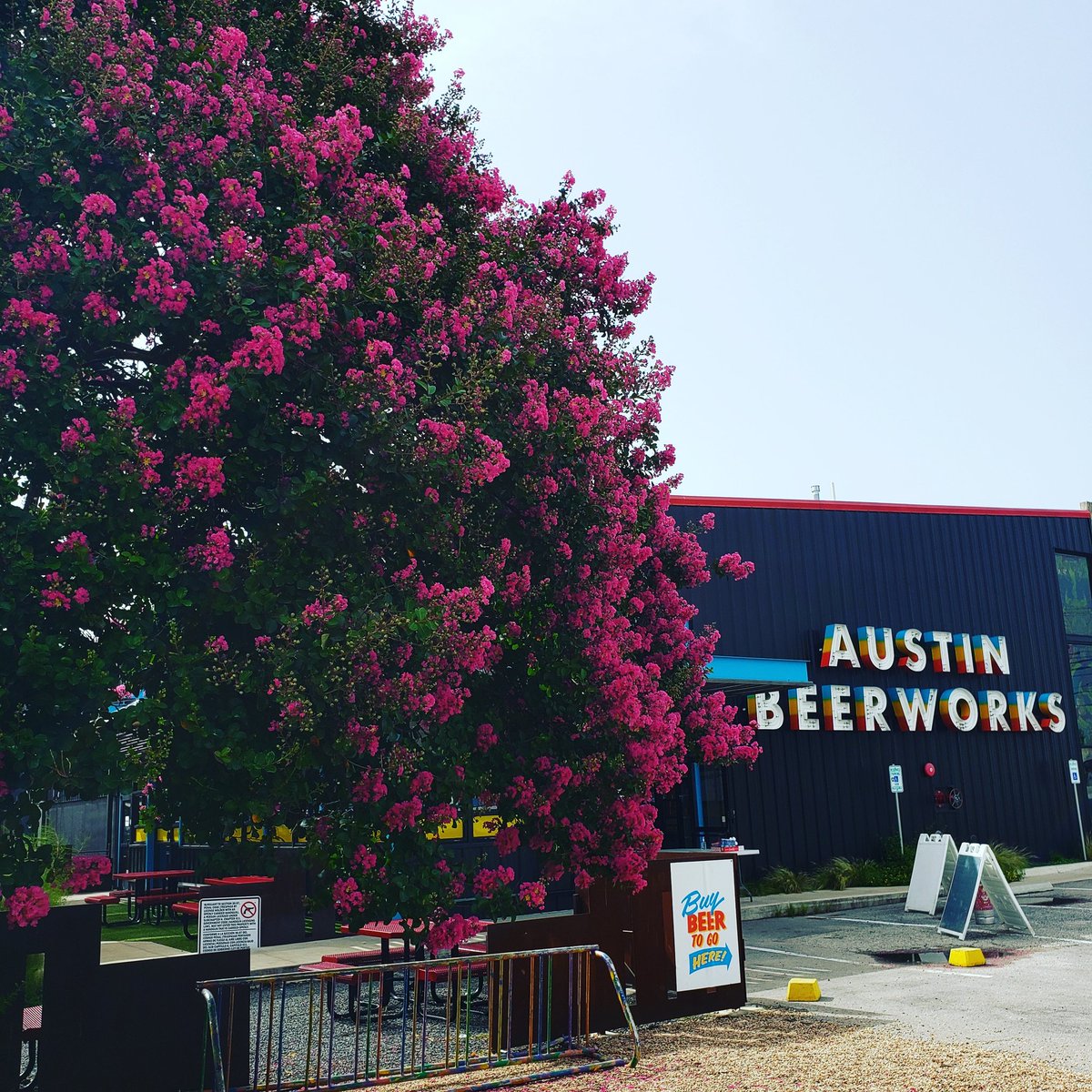 This has been a really shitty week, but at least this tree is beautiful.