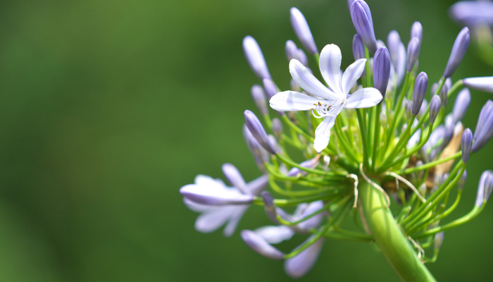 アガパンサス属 Twitter Search Twitter