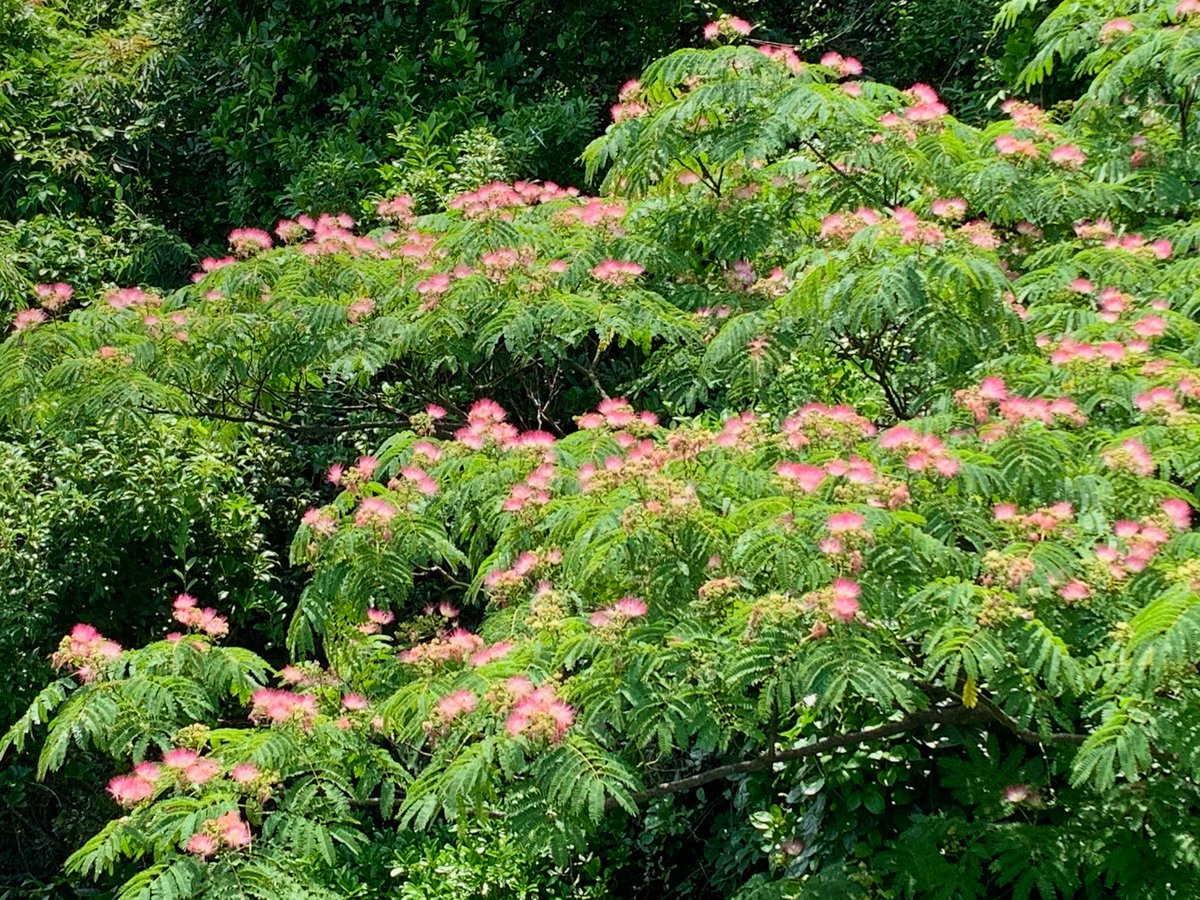 Cloudsailor 星羅の一日一花 בטוויטר ネムノキ 合歓木 の花 合歓の花 山野 原野 河岸に自生 マメ科ネムノキ属 日本 イラン アフガニスタン 中国南部 朝鮮半島に分布 Persian Silk Tree Pink Silk Tree Albizia Julibrissin Flowers Fleurs T